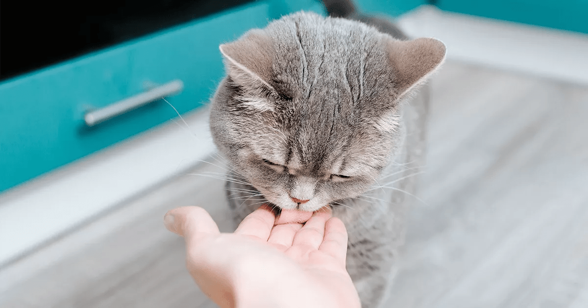 Grey cat licking hand