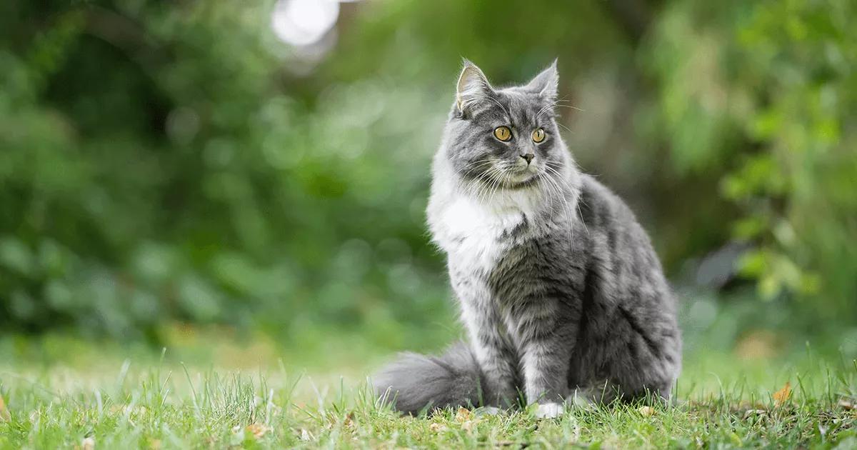 cat looking at grass