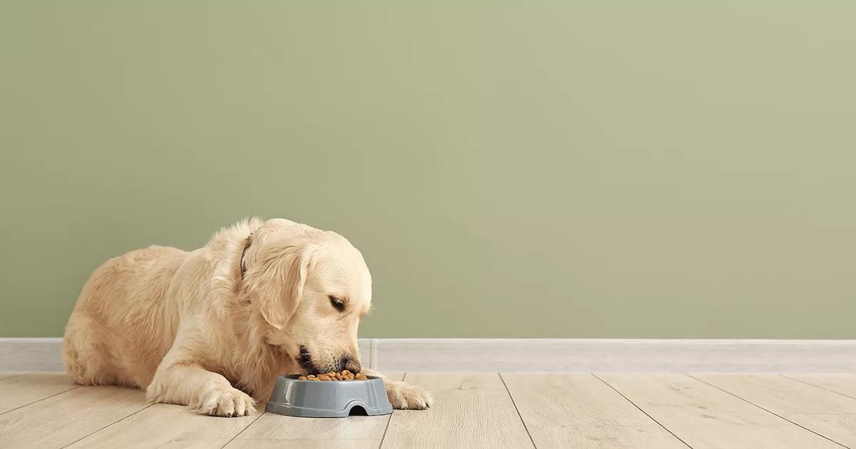 Dog eating from bowl