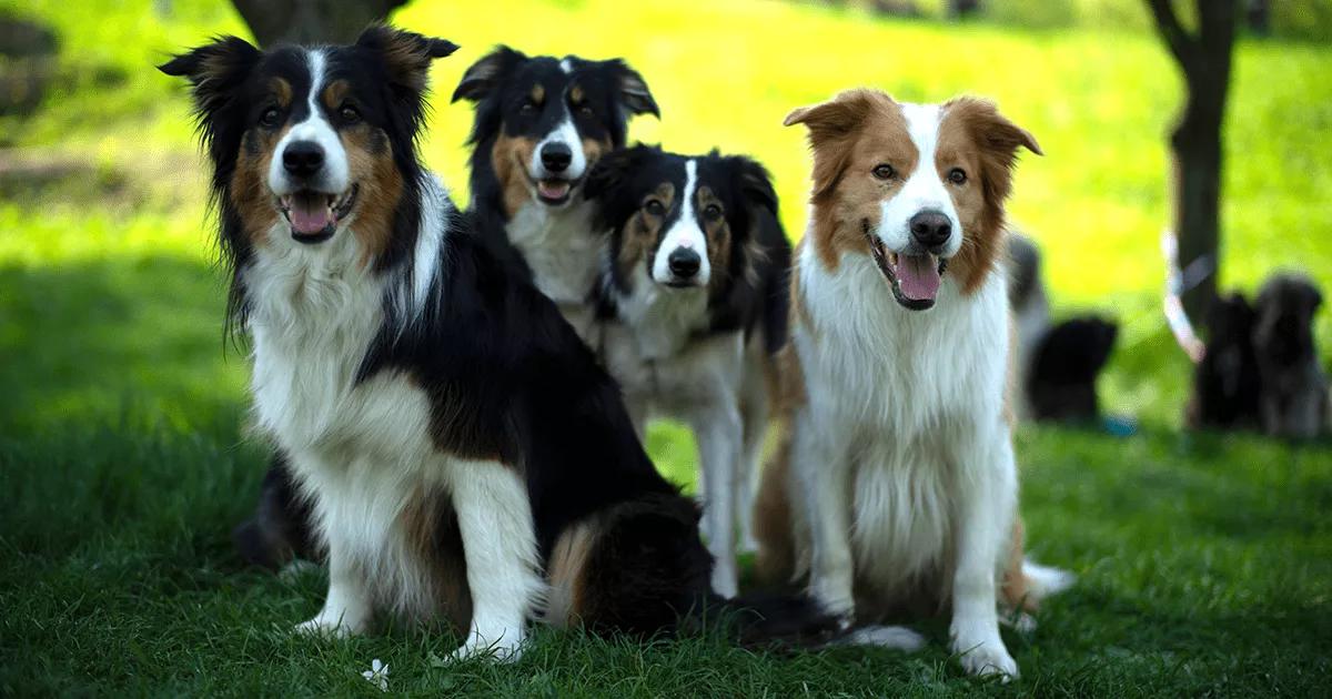Four Border Collies sitting in a line