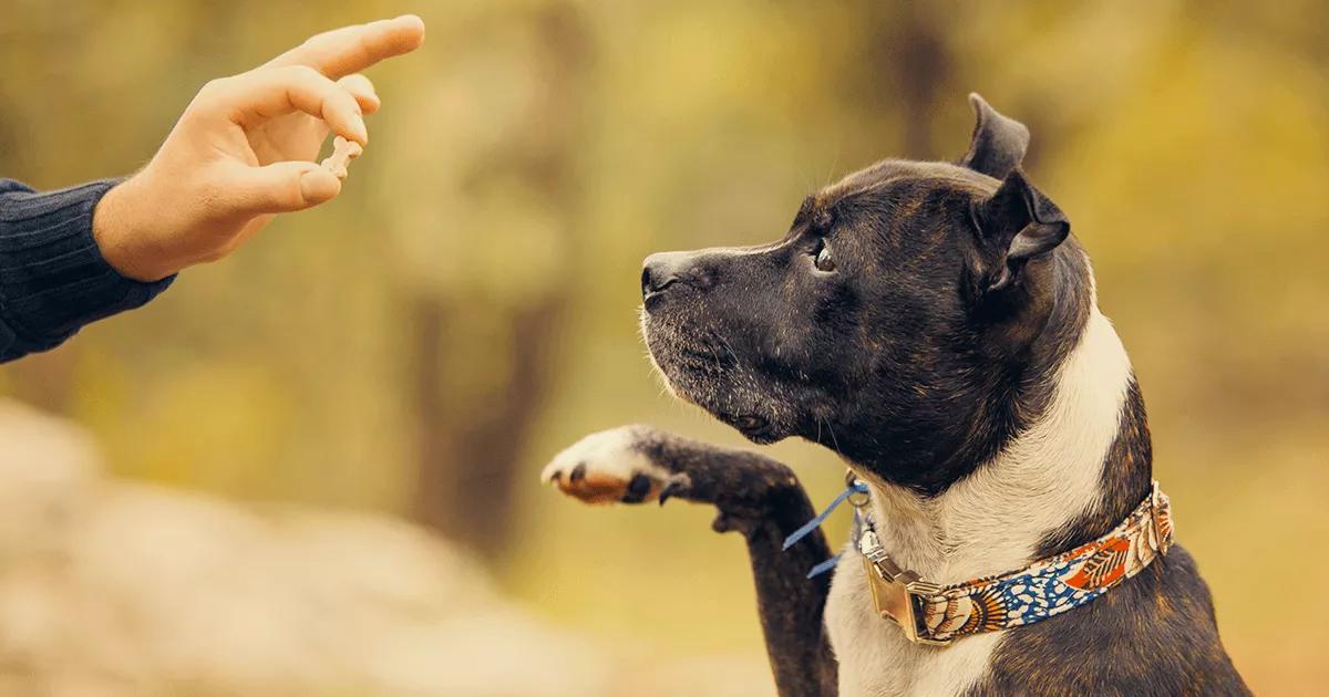 Brown dog holding up a paw.