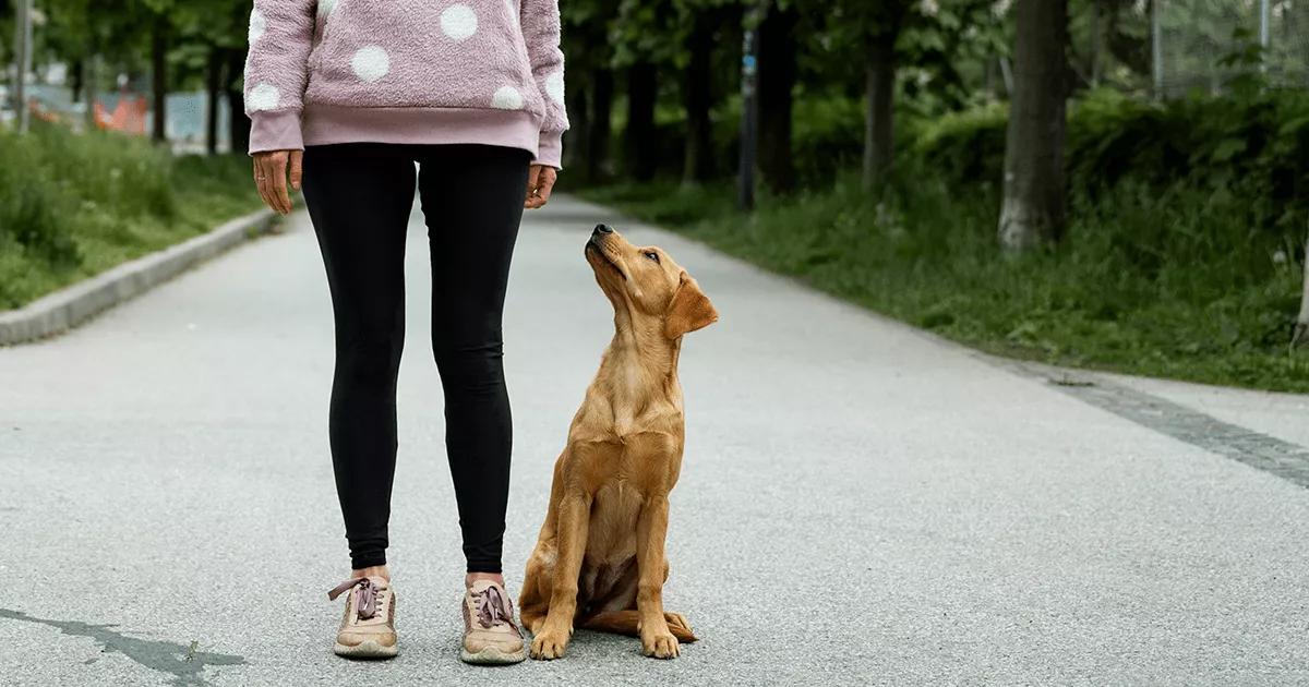 Young dog learning to sit with their owner