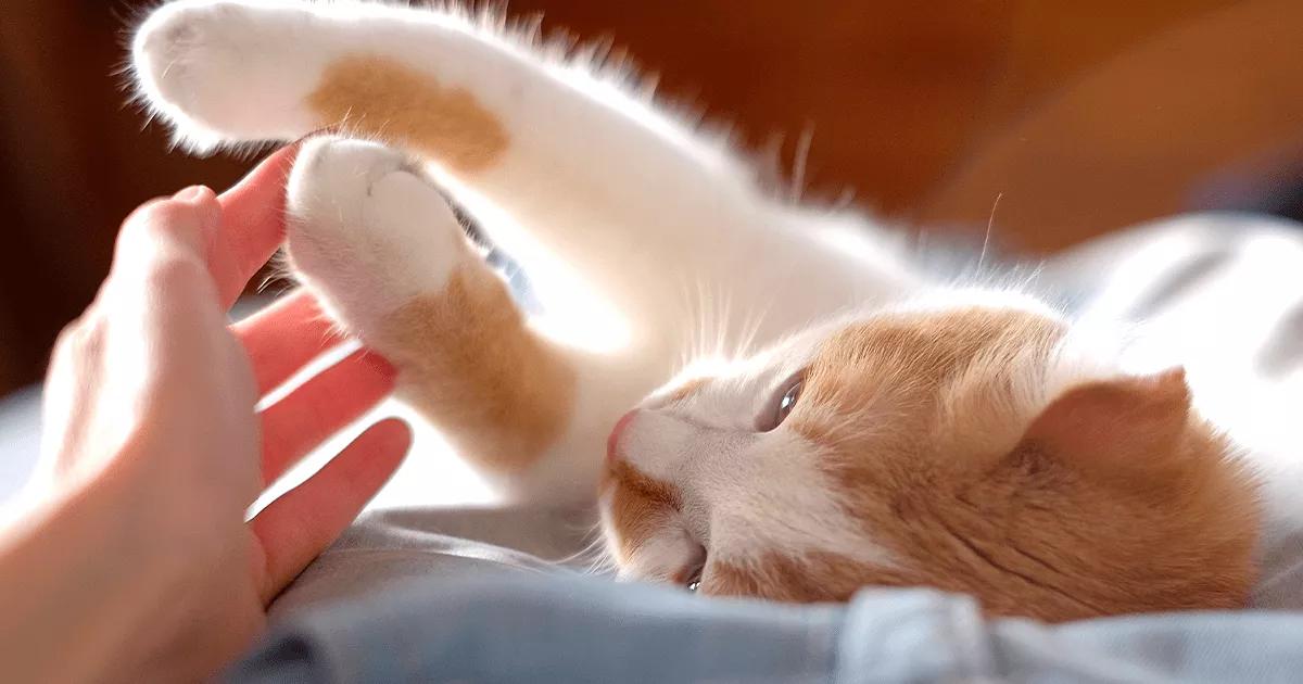 ginger kitten playing with owners hand