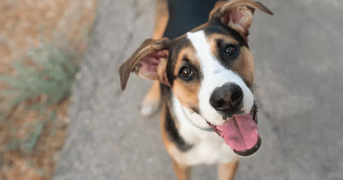 Happy dog looking at camera.