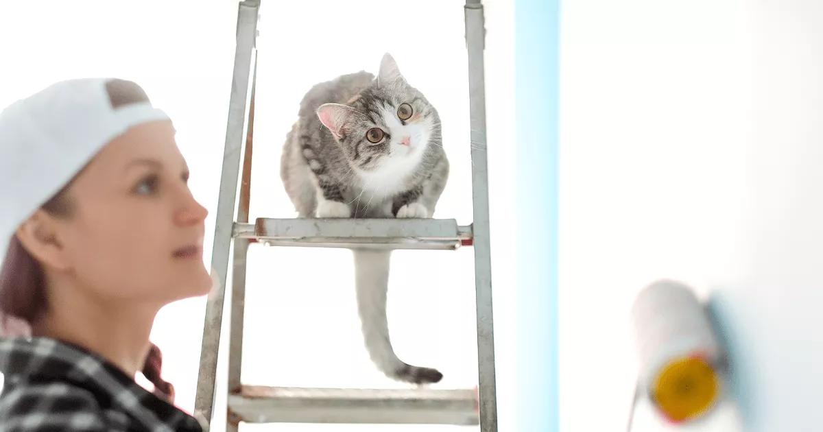 A curious cat watches intently as its owner paints the wall, displaying interest and curiosity in the activity.