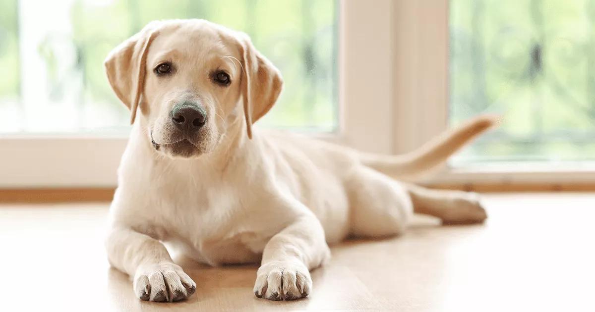 Yellow Labrador lying and looking towards the camera.