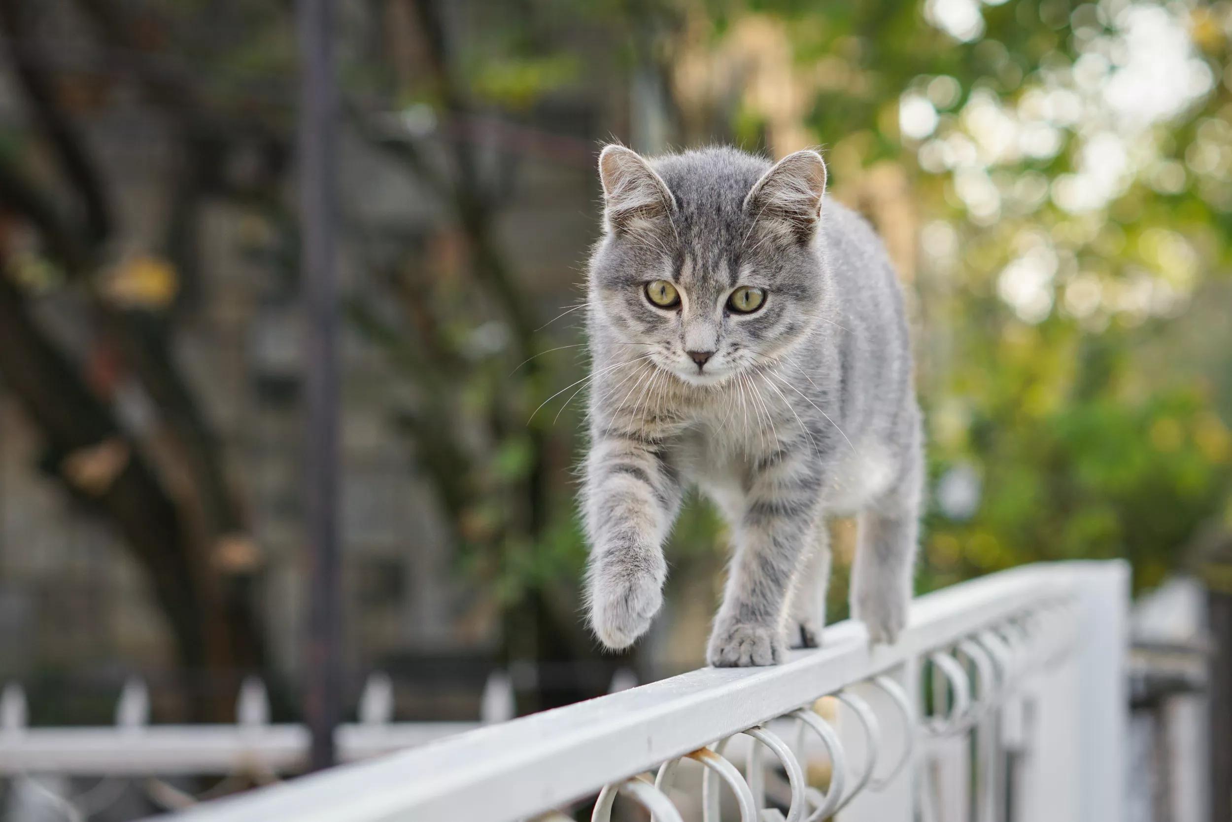 cat walking on top of fence