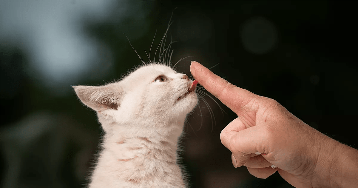 Whit kitten licking owner finger.