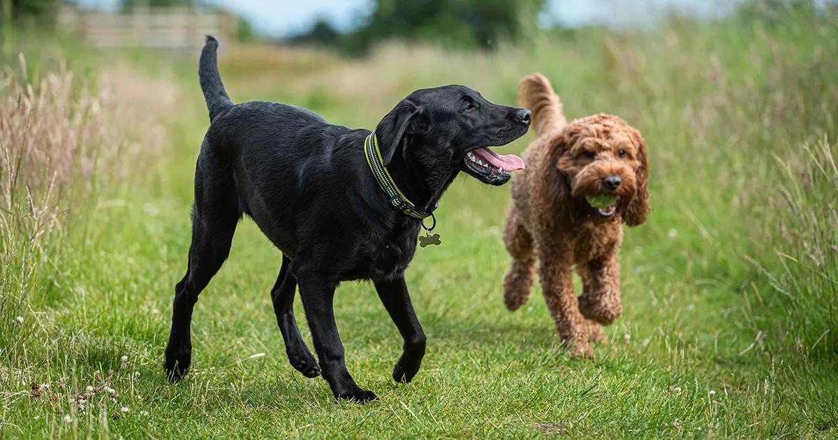 Two dogs playing together.