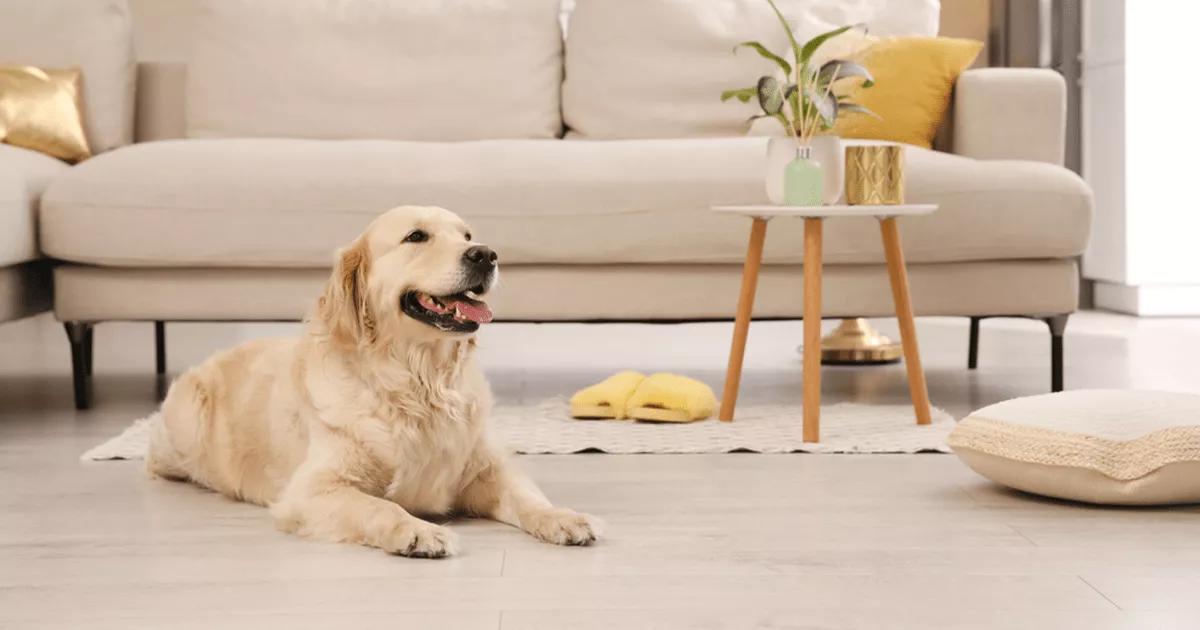 Golden Labrador lying on the floor.