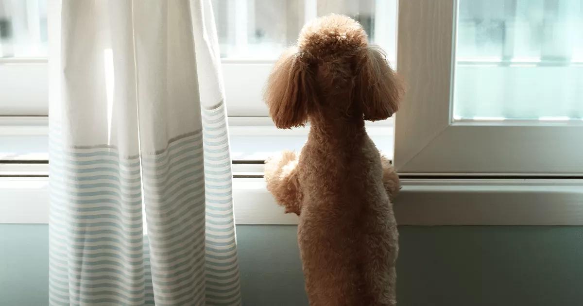 Dog standing, looking out window.