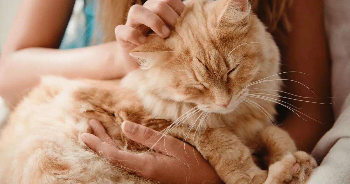 Ginger cat being stroked.