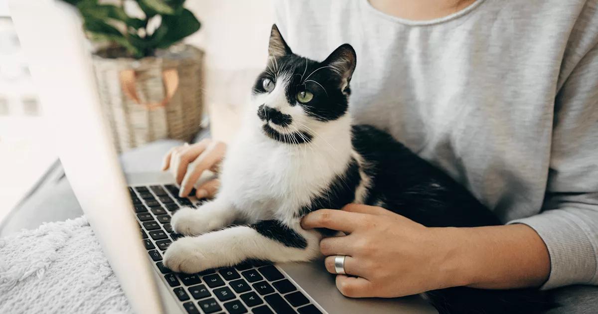 Black and white cat sitting on a laptop.