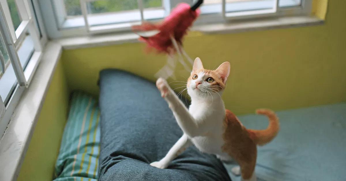 Indoor cat playing with a feather toy.