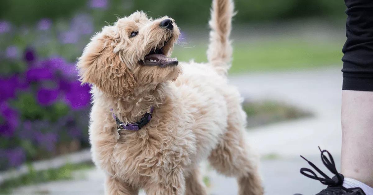 golden brown labradoodle puppy walking beside and looking up to parent on pavement