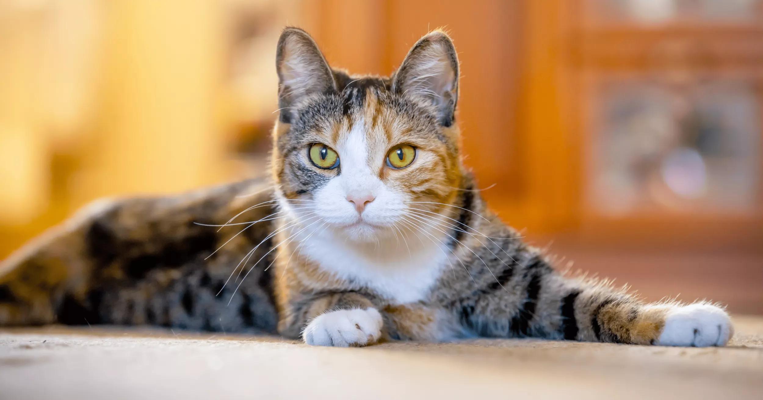 Alert cat lying on the floor at home.