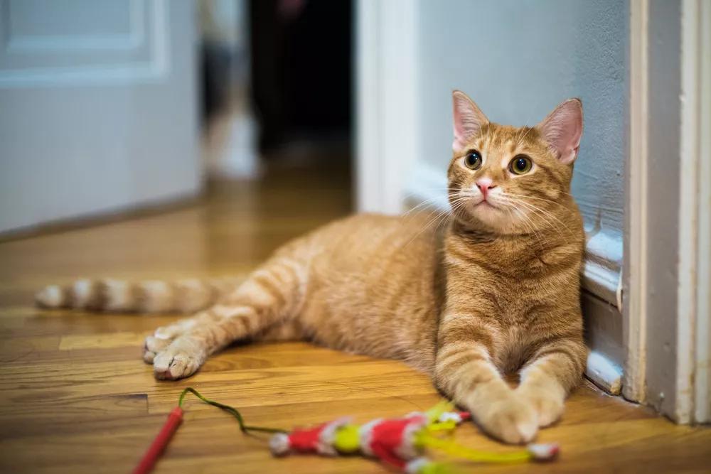 cat lying next to a toy