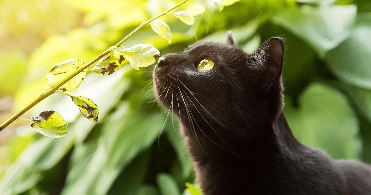 Black cat sniffing leaf
