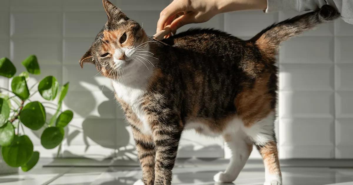 Cat being groomed