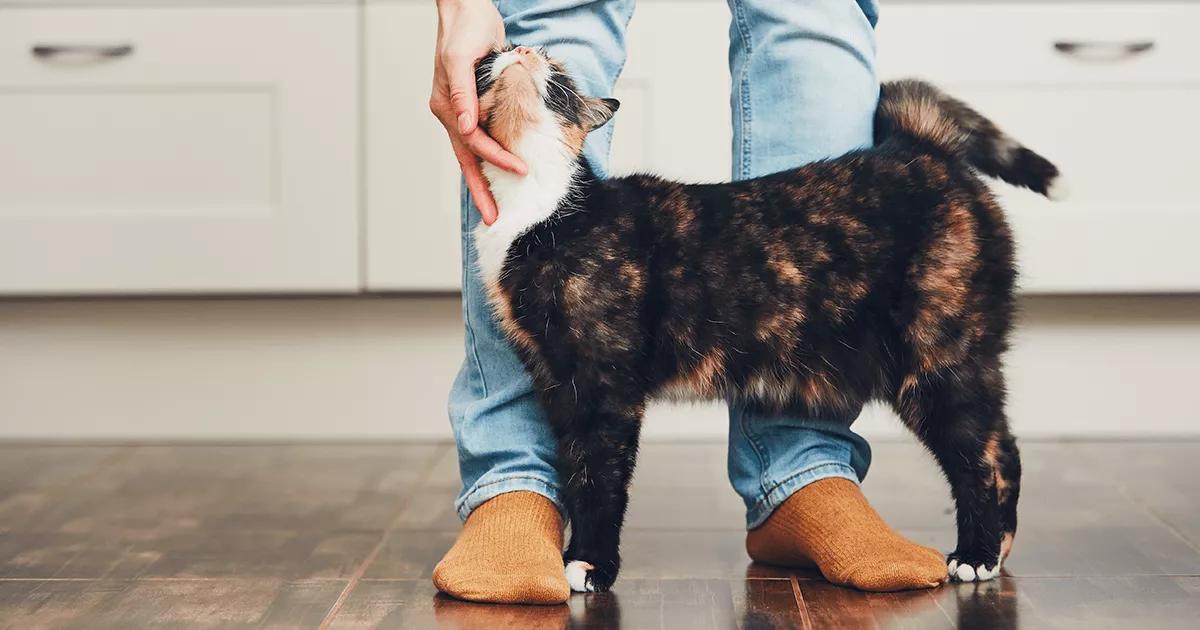 Cat rubbing against human’s hand.