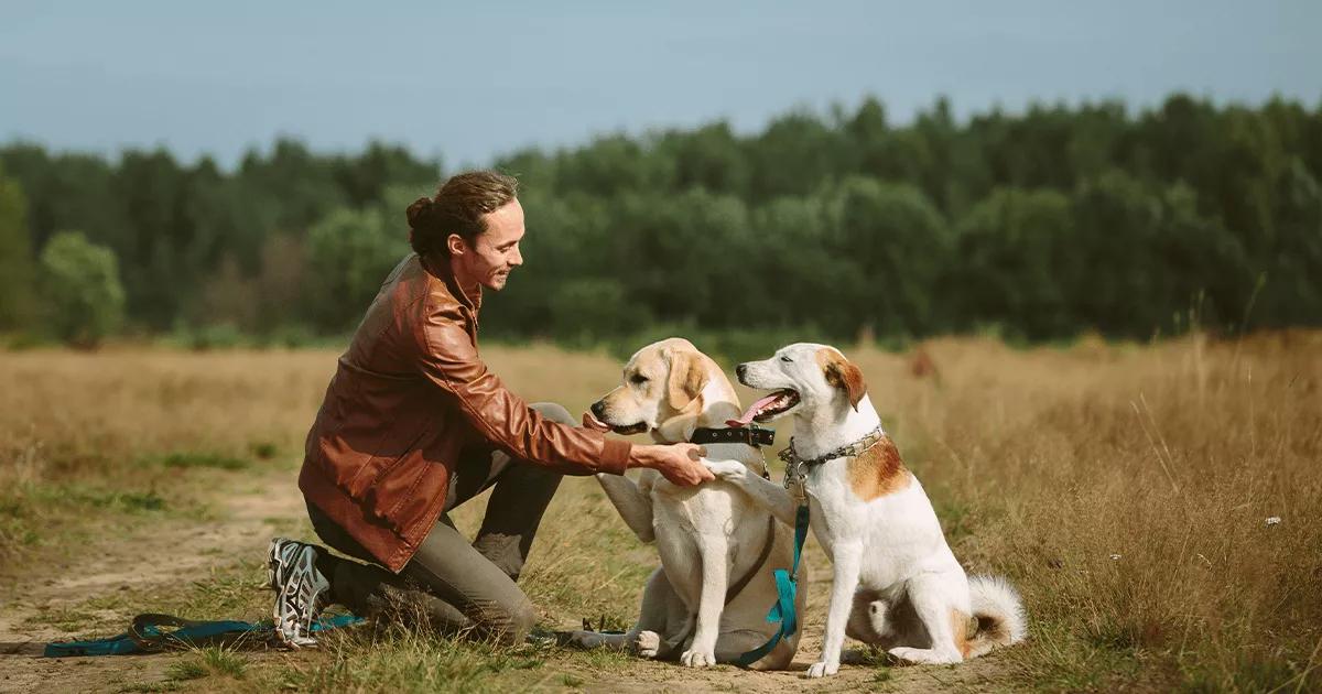  two dogs in field with owner learning training cues