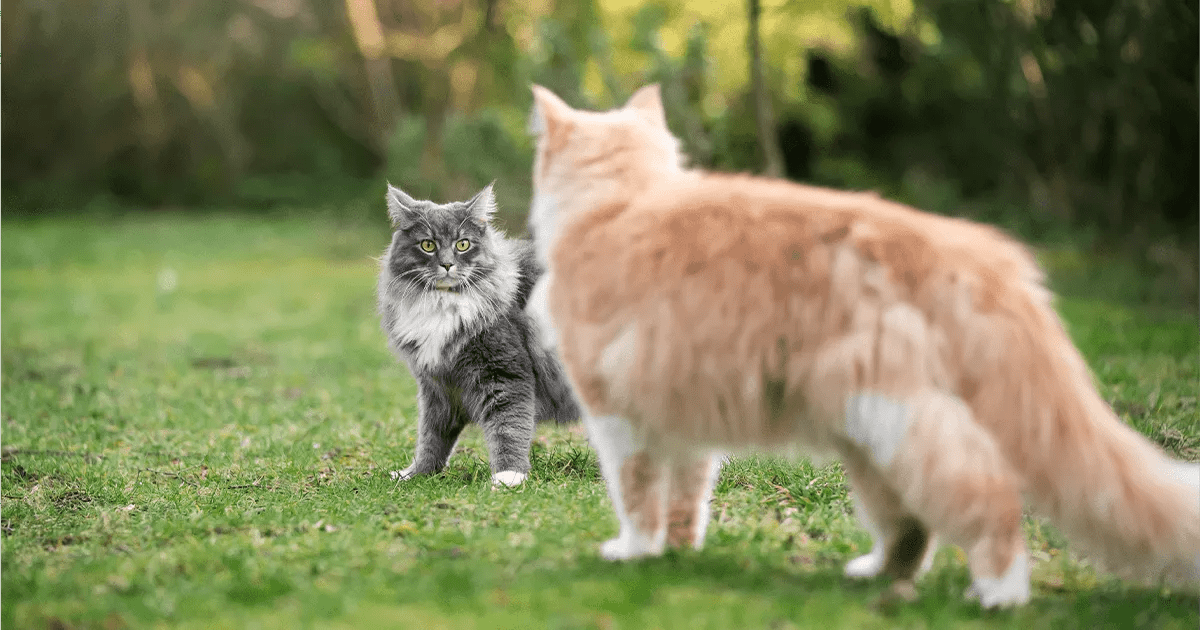 2 cats looking at each other outside on grass