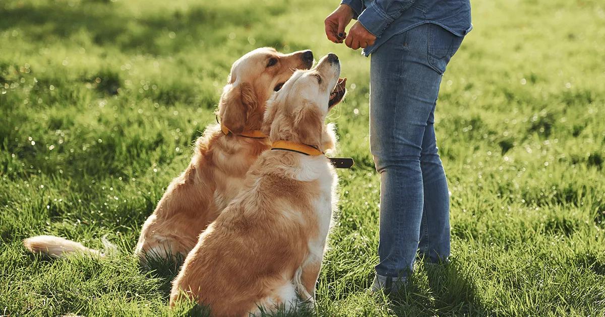 pair of dogs on short leads in sunny park with owner