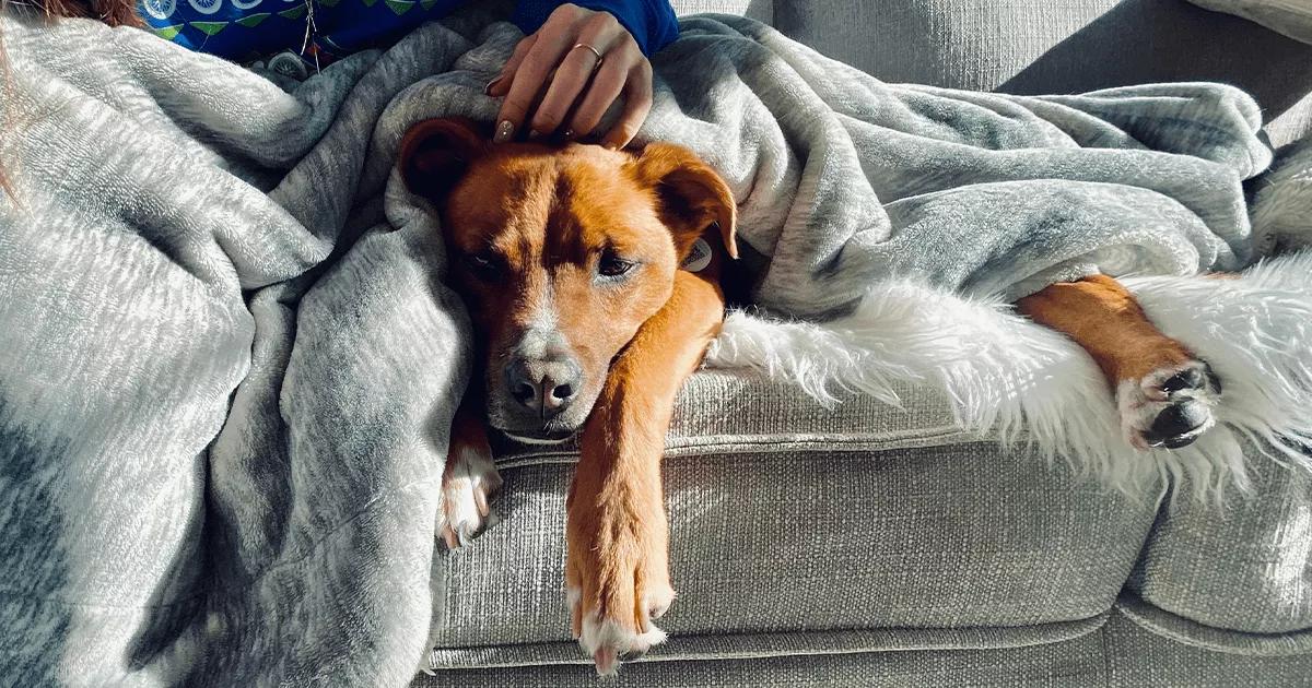 dog snuggled under blanket on sofa