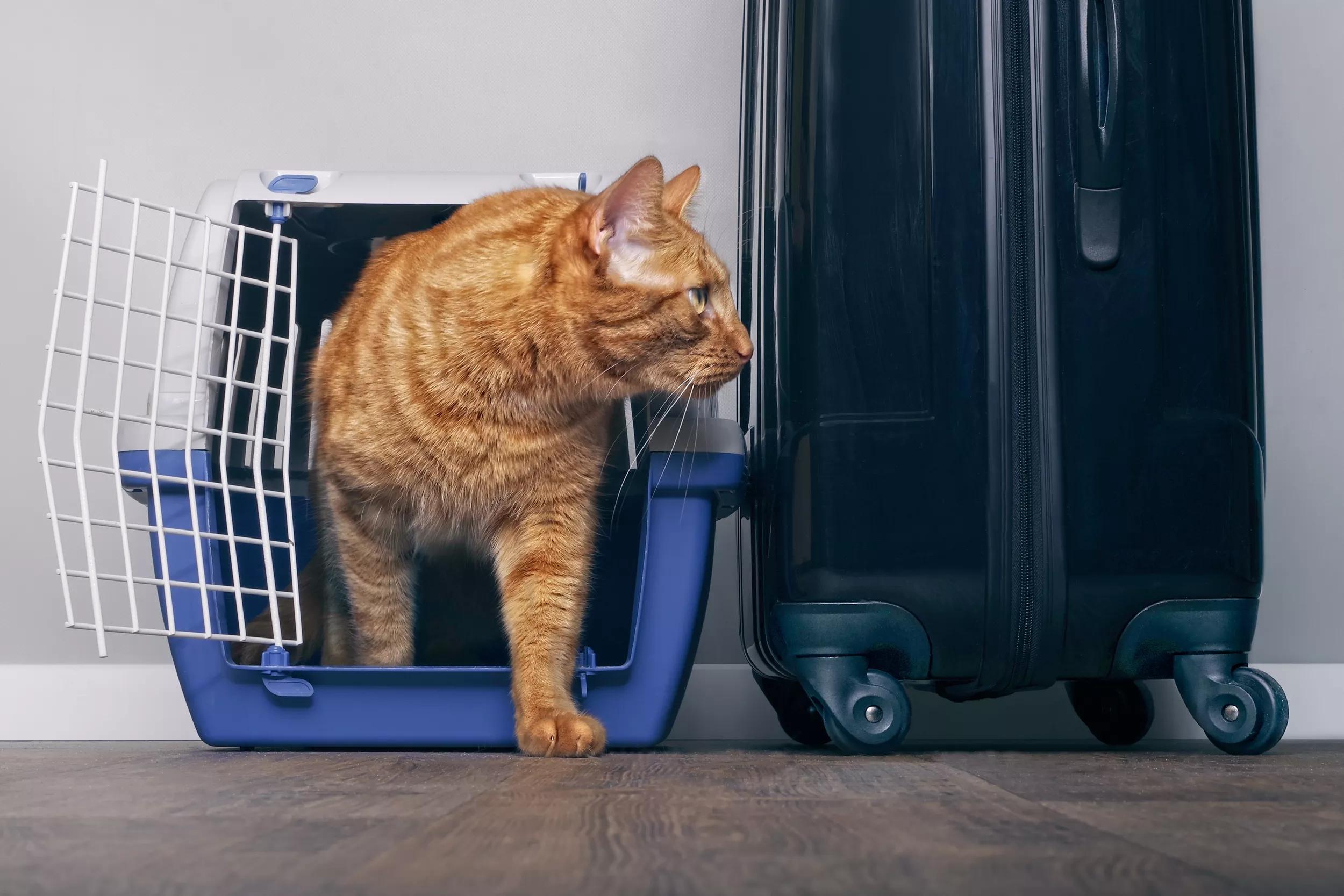 Ginger cat in carrier