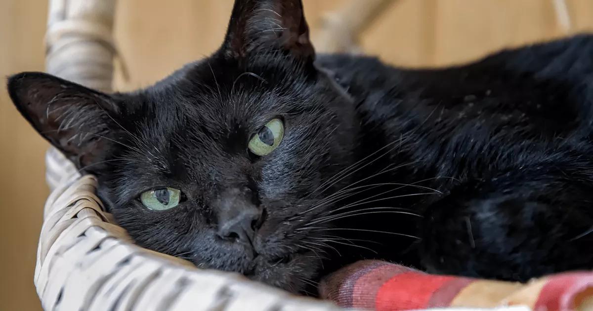 black cat in owners arms