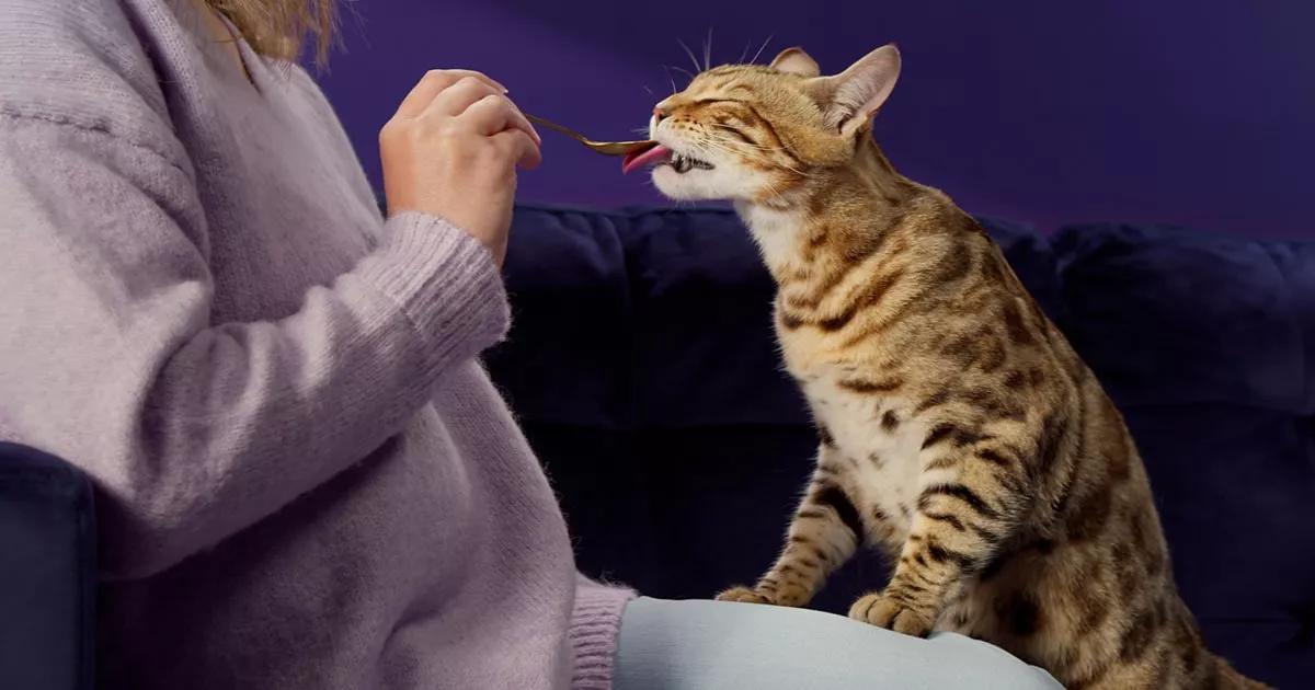 Cat eating Happy Snack by FELIWAY from a spoon.