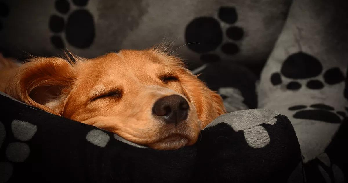 Cosy dog sleeping in their bed