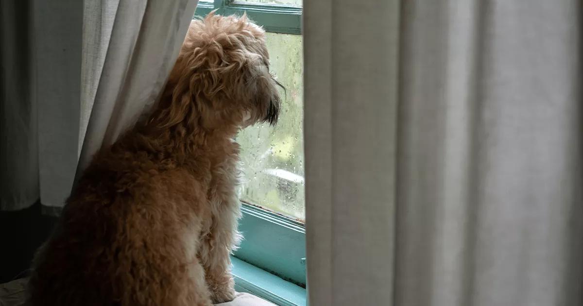 Dog looking out of window.