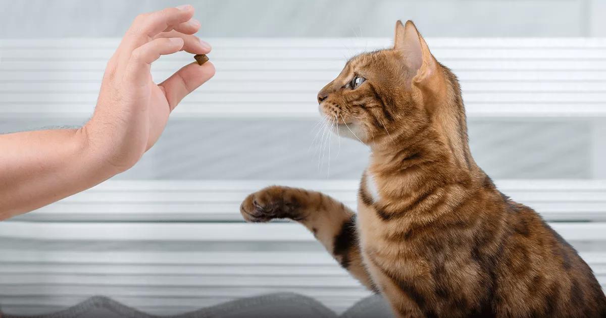 Can you train a cat? Top tips for cat training | FELIWAY