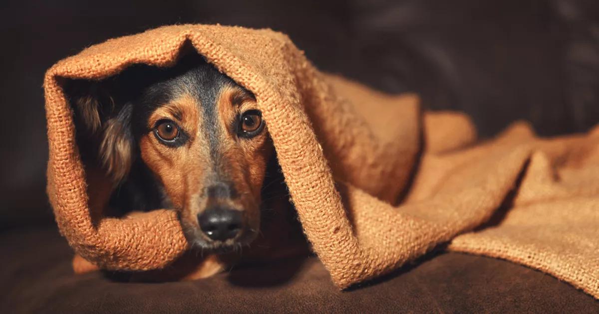 small dog hiding under blanket