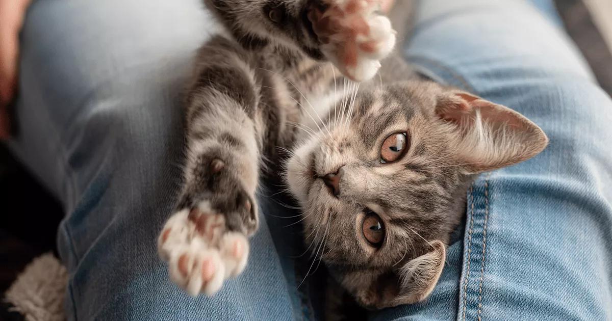 Grey striped kitten lying on its parents lap playing on its back, paws up to the camera.