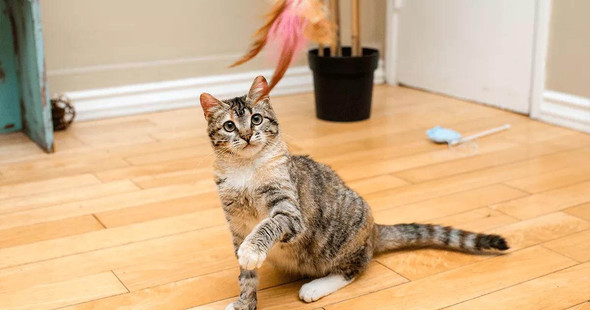 cat focus on feather toy