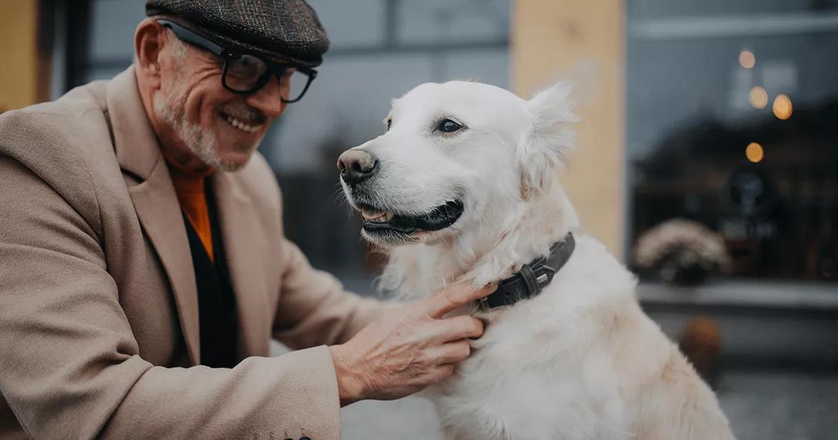 Older dog parent wearing cap, smiling whilst fitting a dog collar on a white Labrador