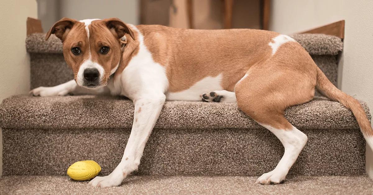 Brown and white dog lying on the stairs