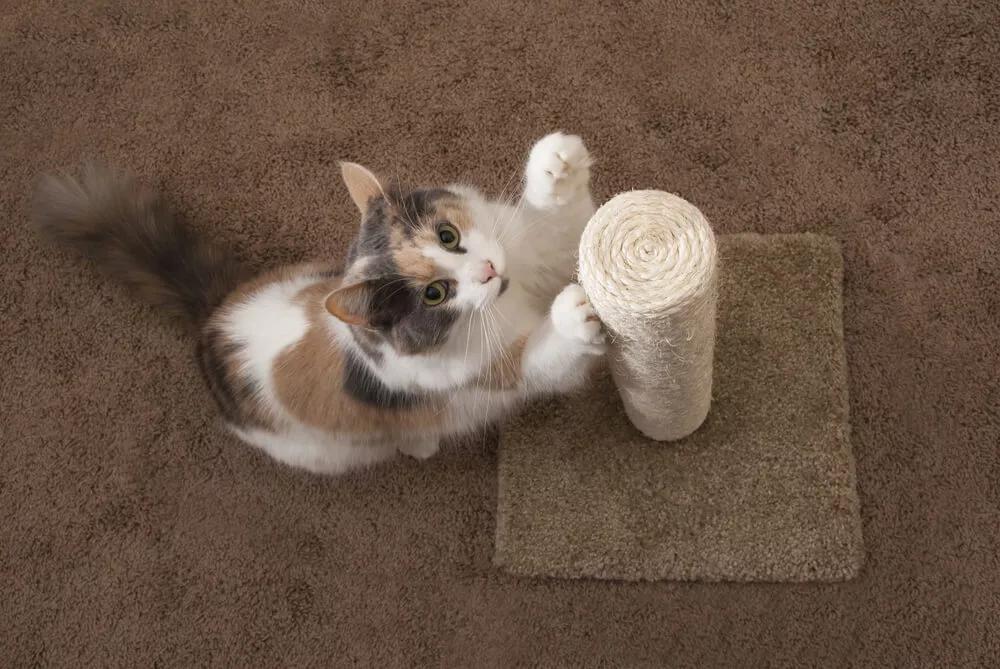 Cat pulling 2025 up carpet