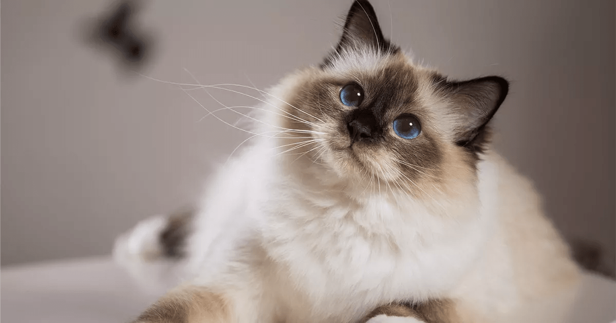A serene white Birman cat, exuding elegance and tranquility