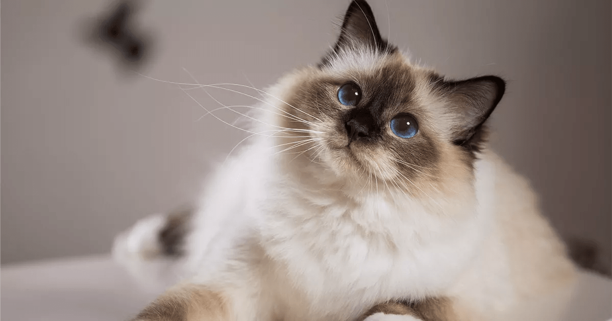 Tabby point birman store kittens for sale