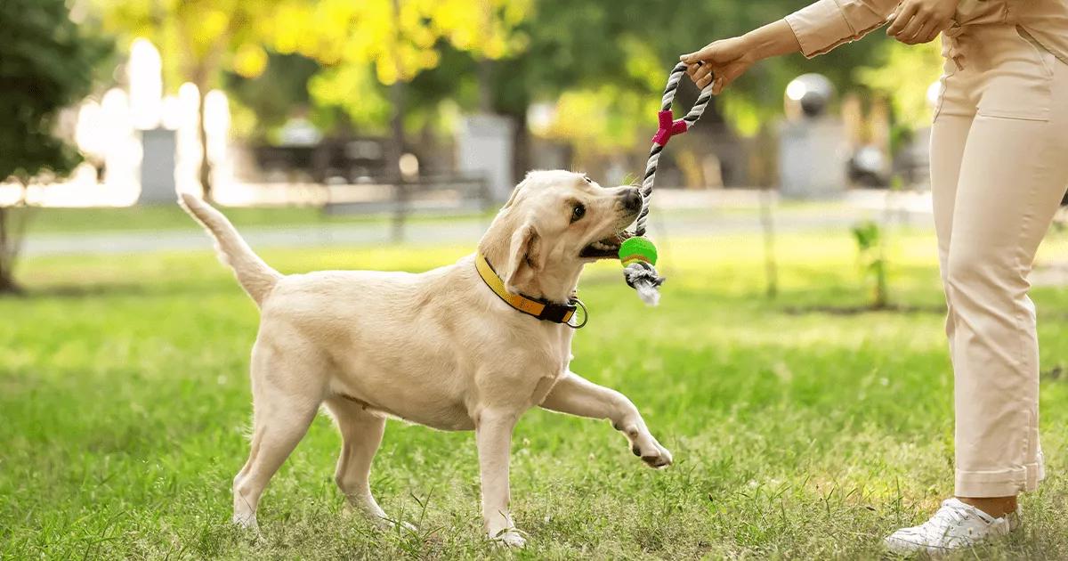 How Many Walks Does a Labrador Need  