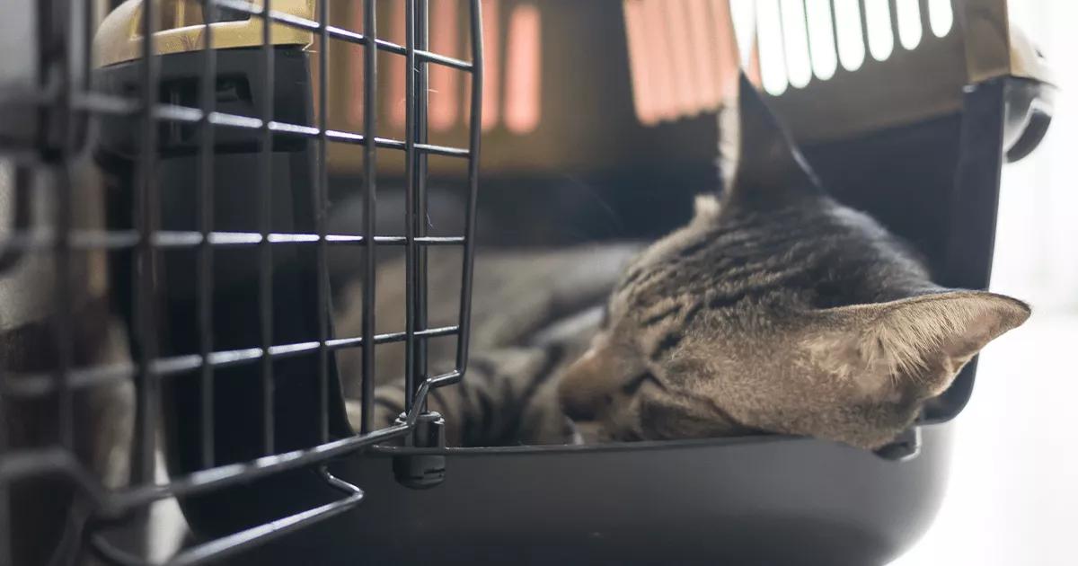 Cat asleep in carrier