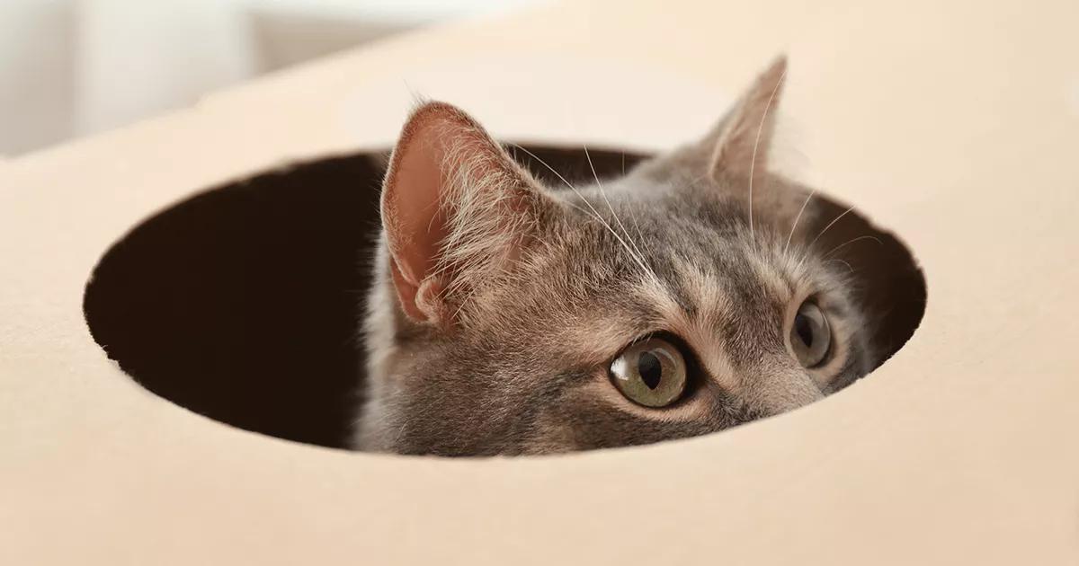 A cat playfully hiding itself, peeking out with mischievous eyes, enjoying a game of hide-and-seek.