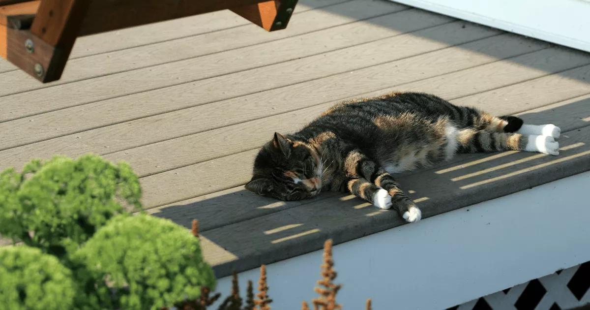 Keep your cat cool in summer