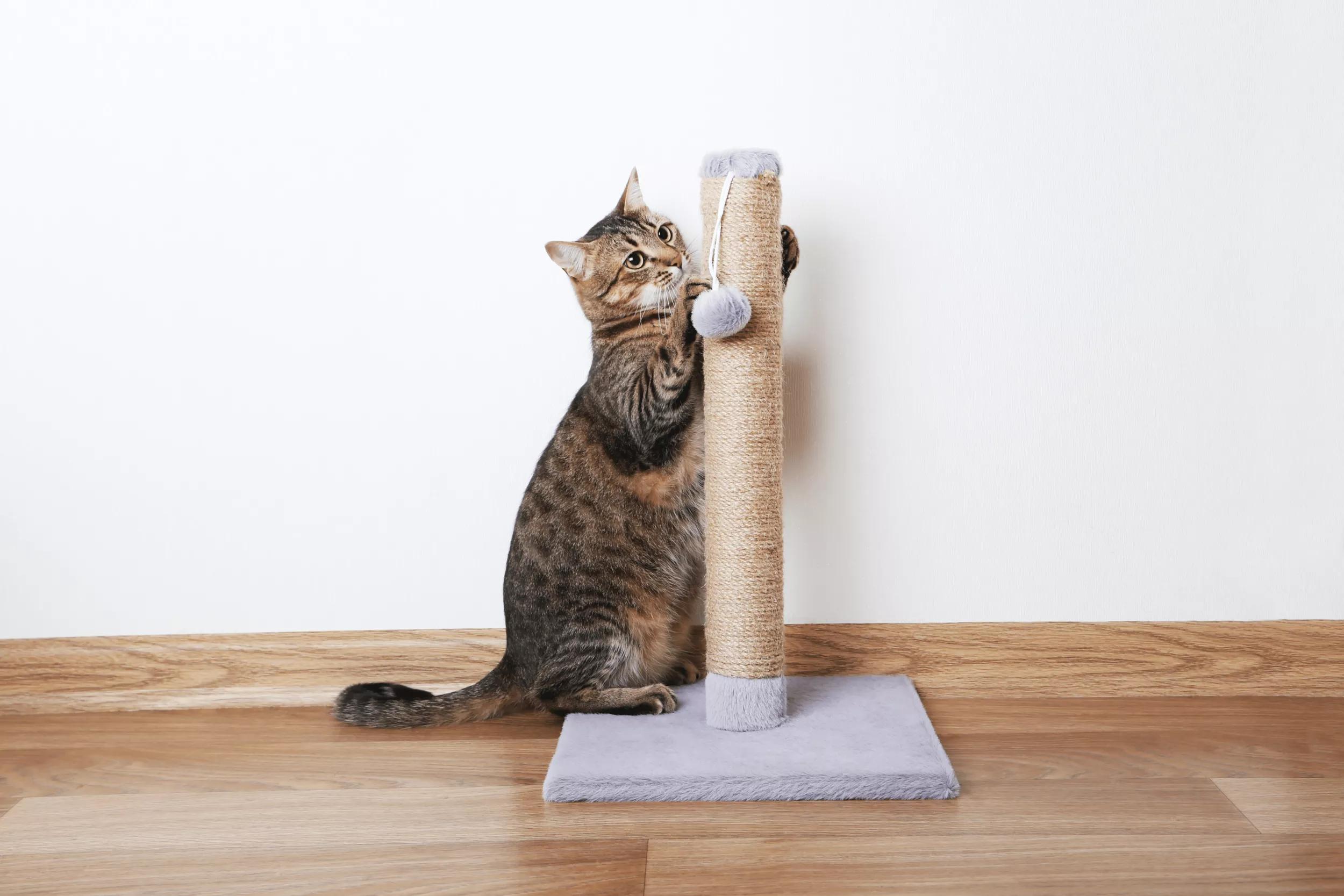 Grey cat scratching against a cat scratching post.