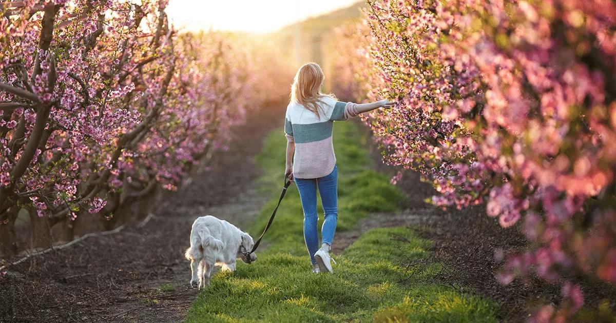 woman walking with dog through grassy field