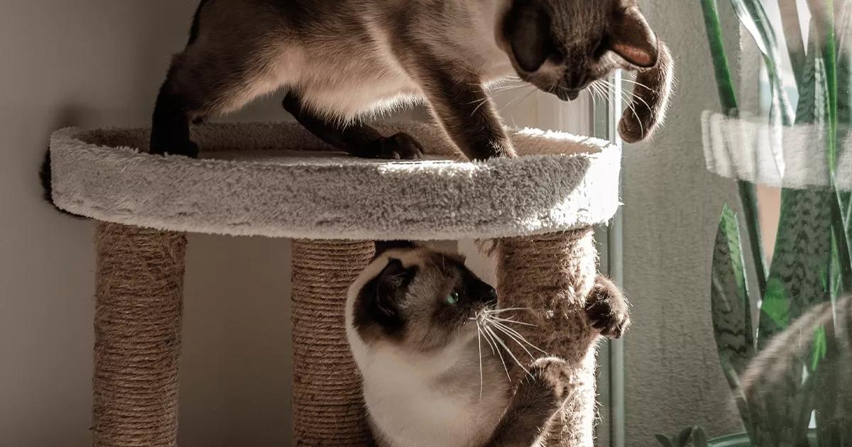 two cats playing on a multi-level cat tower with scratching posts.