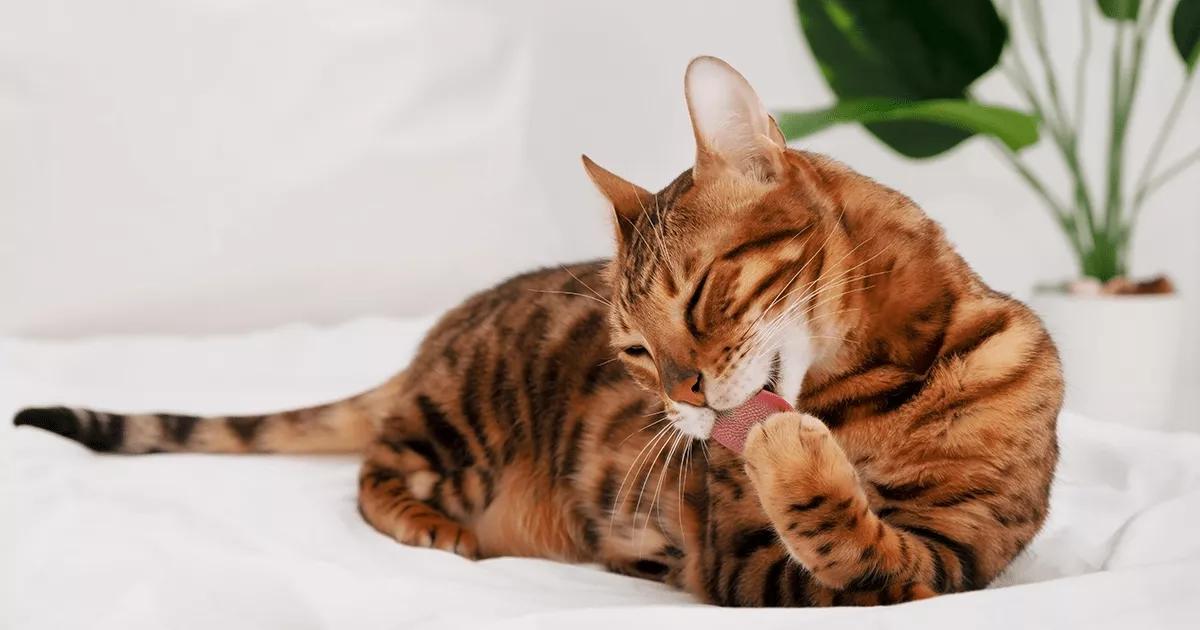 Bengal cat grooming itself